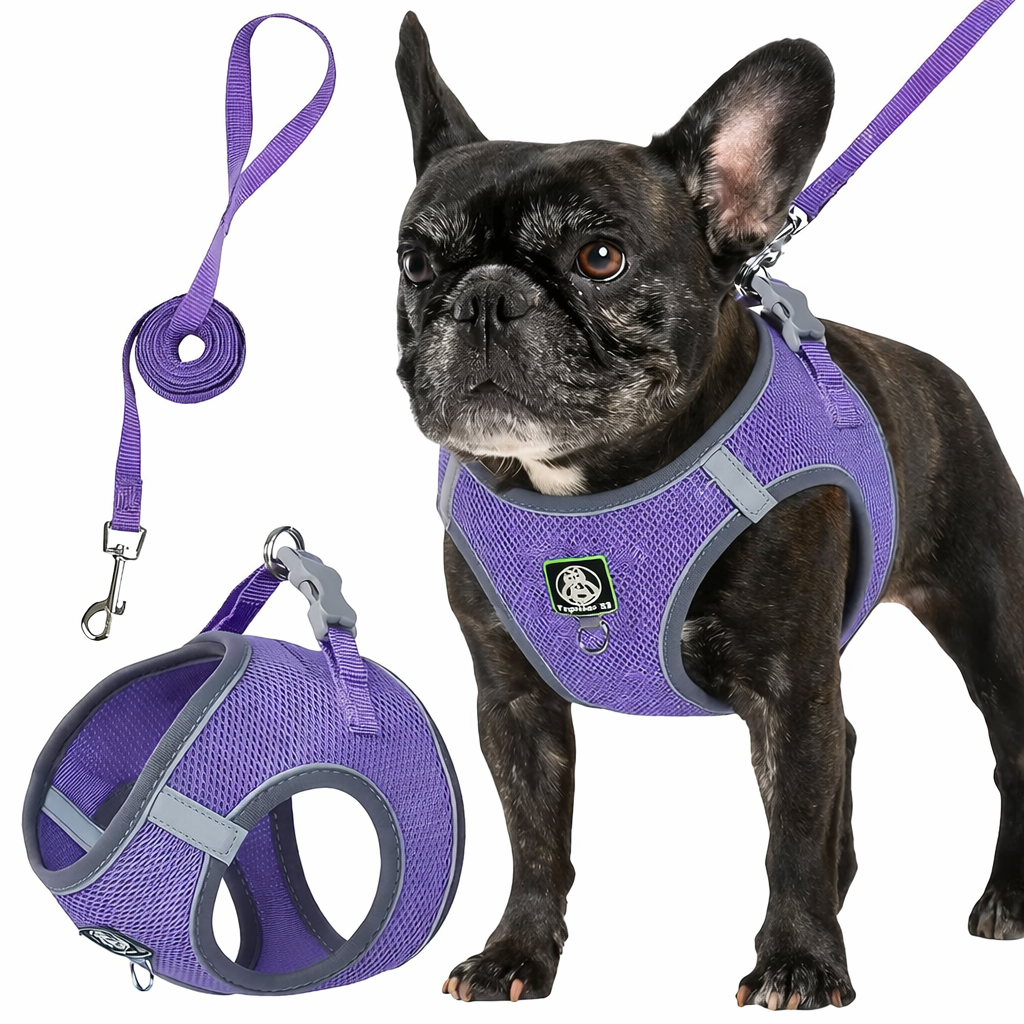 Σαμαράκι και Λουρί σε 1 Petit Palace