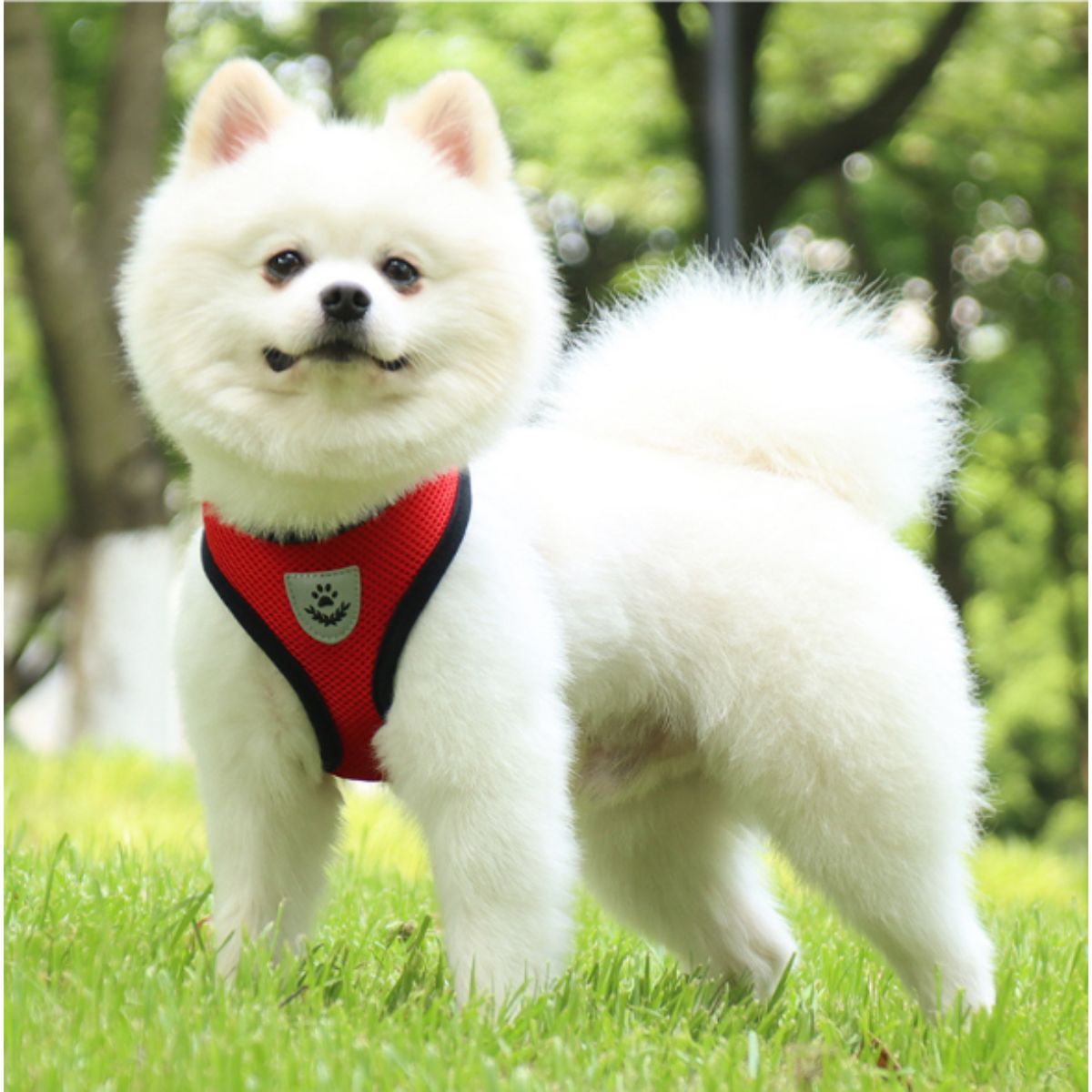 Αθλητικό Σαμάρι Κατοικίδιου με οδηγό | Pet Sports Harness with Handle Petit Palace
