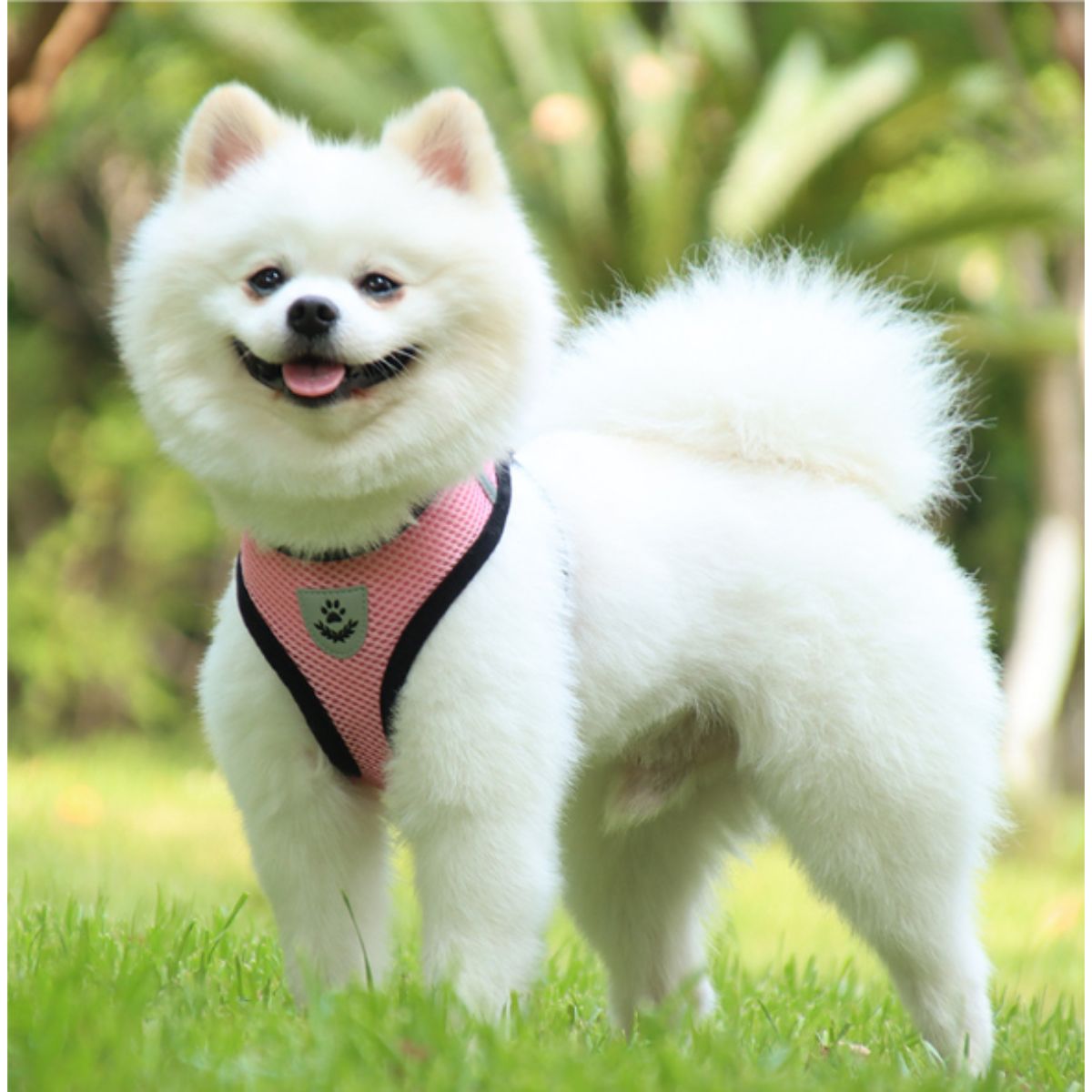 Αθλητικό Σαμάρι Κατοικίδιου με οδηγό | Pet Sports Harness with Handle Petit Palace
