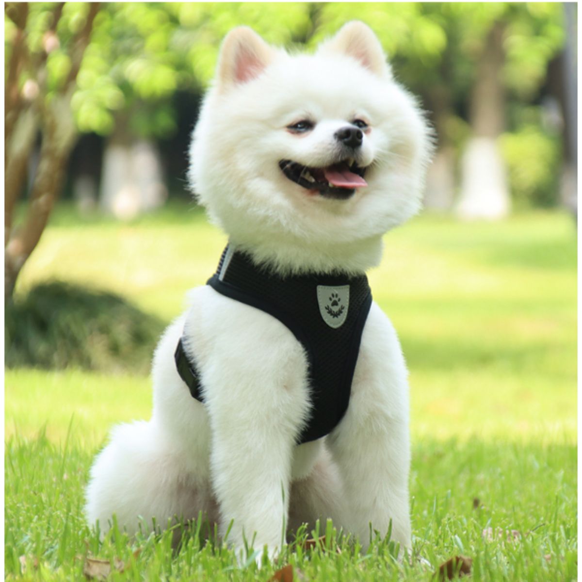 Αθλητικό Σαμάρι Κατοικίδιου με οδηγό | Pet Sports Harness with Handle Petit Palace