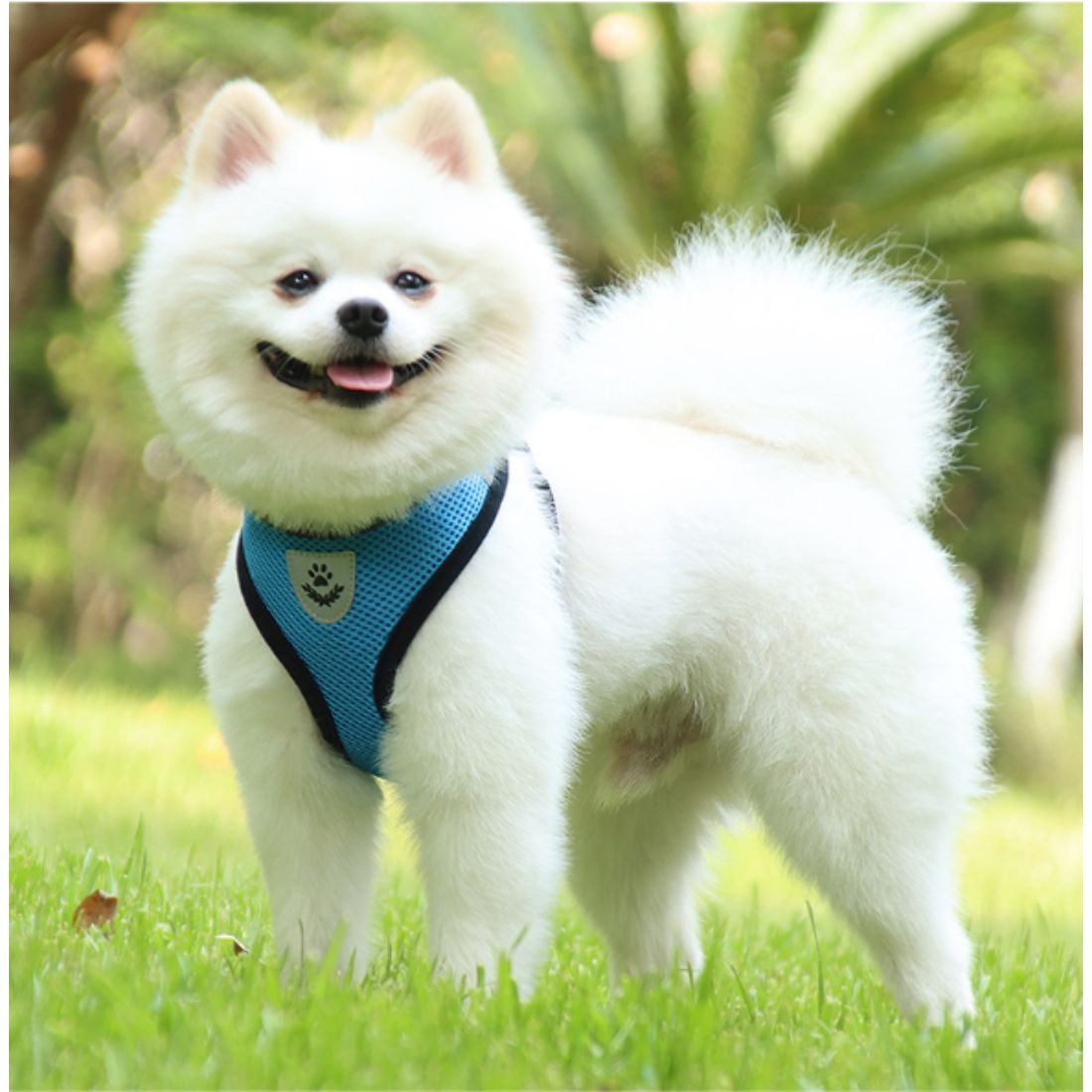 Αθλητικό Σαμάρι Κατοικίδιου με οδηγό | Pet Sports Harness with Handle Petit Palace