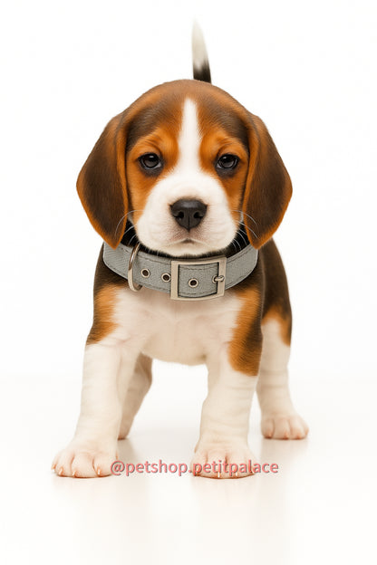 Glee Κολάρο γαλάζιο από πολυεστέρα με μαλακή επένδυση Neoprene M 41cm x Π 16mm Petit Palace