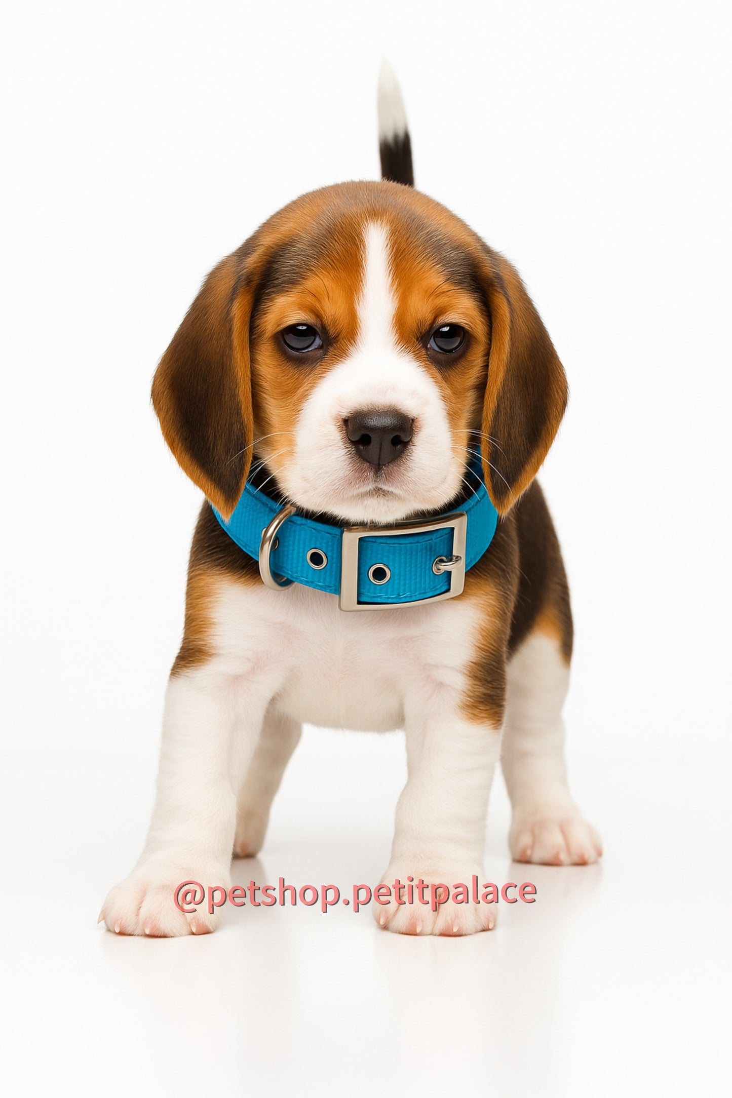 Glee Κολάρο γαλάζιο από πολυεστέρα με μαλακή επένδυση Neoprene M 41cm x Π 16mm Petit Palace