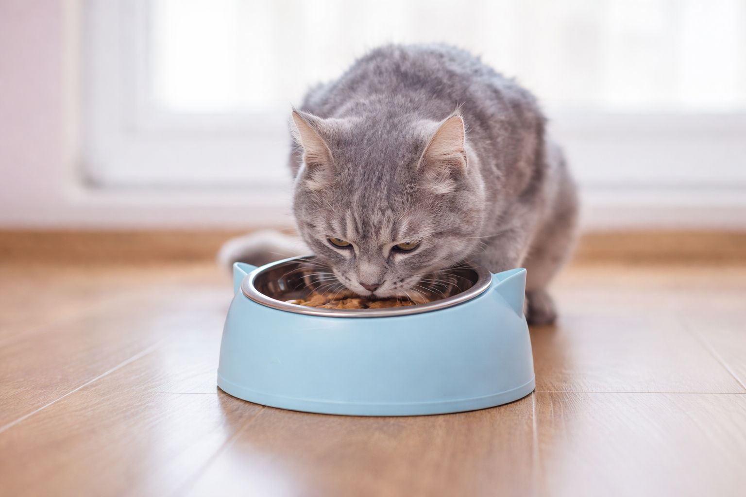 Ανοξείδωτο Μπολ Κατοικιδίου 100ml Petit Palace